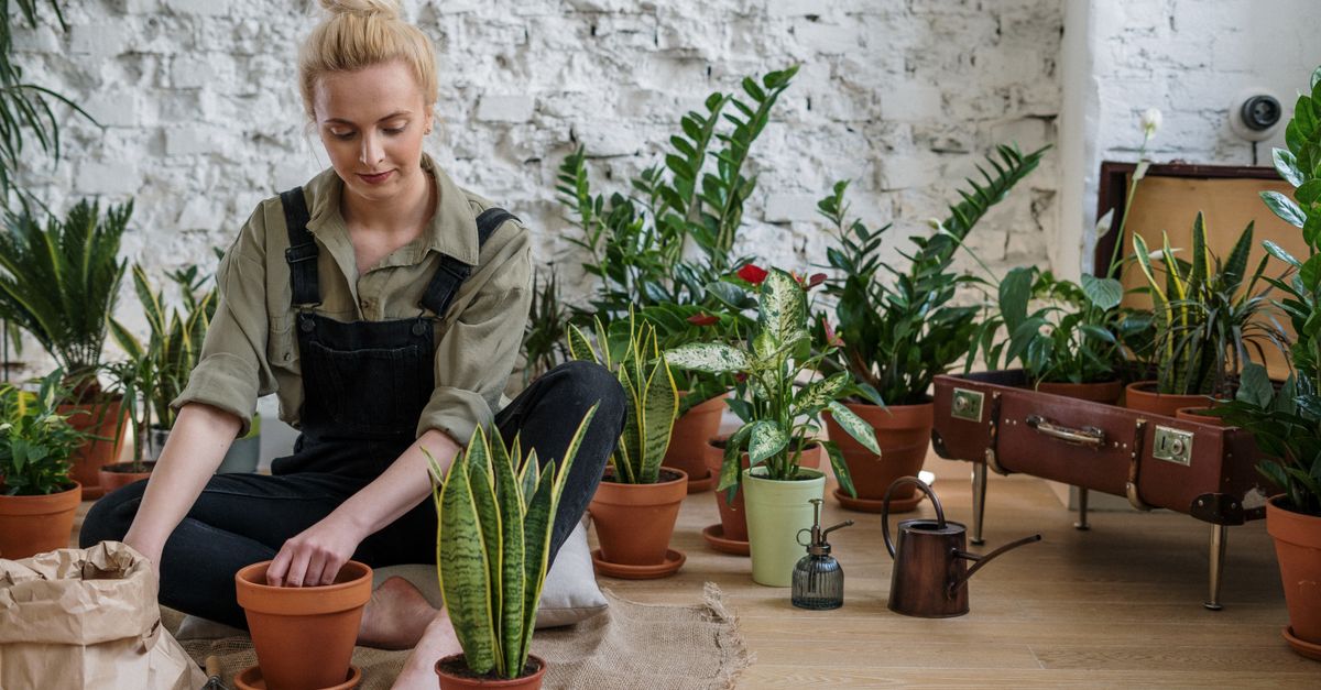 A woman arranges potted houseplants, creating an inviting indoor garden scene.